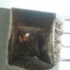 German Pellets prodotto in Usa, le opinioni